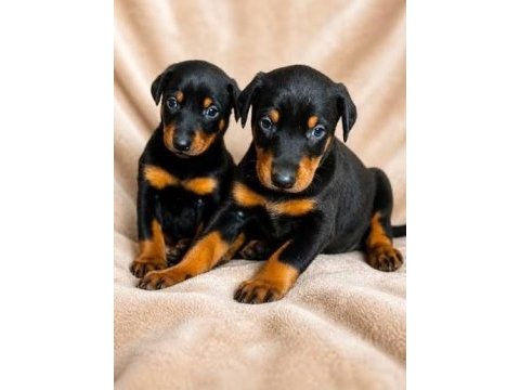 2 aylik sadik soldier doberman yavrularim