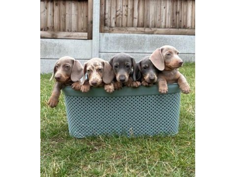 Bir çok seçenek ile dachshund bebekler çiftliğimiz