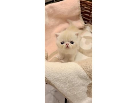 Safkan şecereli exotic shorthair garfield erkek yavrum