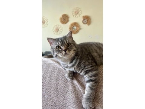 British shorthair (gri renk erkek)