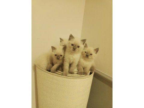 Blue point british shorthair babys