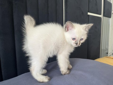 Siyam ve iran kedisi