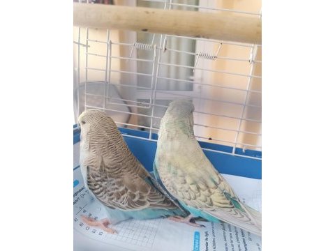 Konuşturmalık alıştırmalık a kalite şov jumbo kuşlar