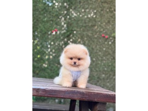 Sağlık ve ırk garantili pomeranian
