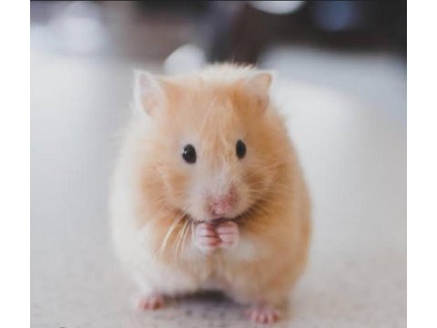 Suriye hamster yavrular