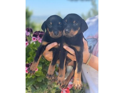 Doberman yavrular