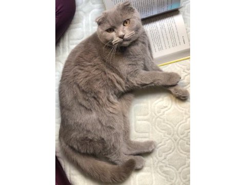 Scottish fold kedimi ücretsiz sahiplendirmek istiyorum