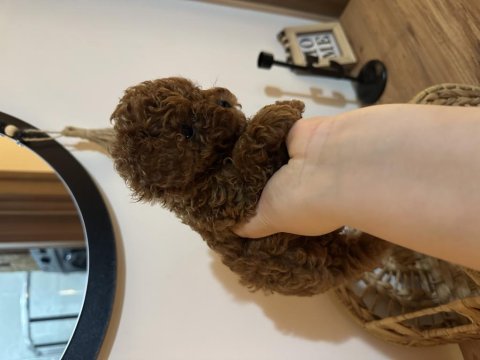 2.5 aylık 500 gram erkek kore poodle
