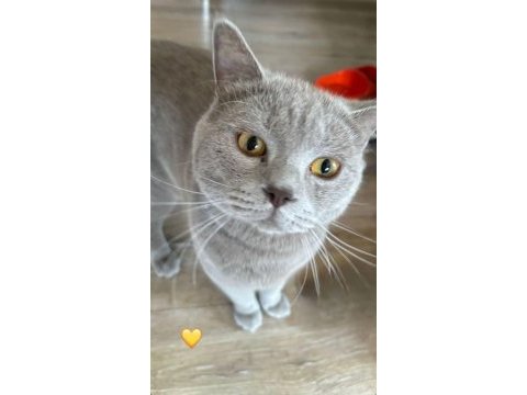 British shorthair dişi 1 yaşında iç dış paraziti var