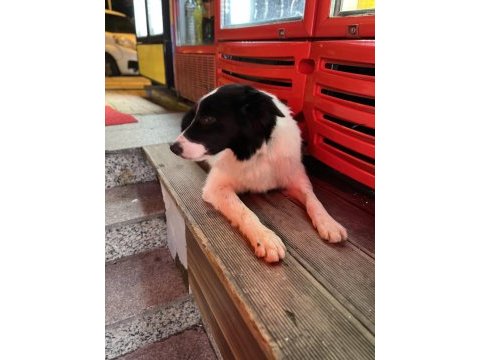 Eğitimli border collie – sks 1.si istanbul
