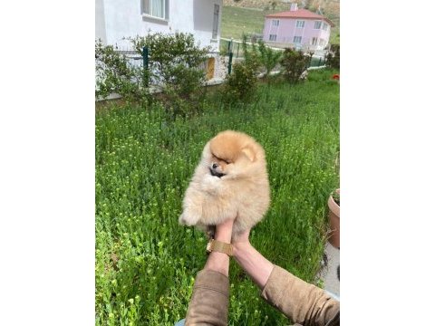 Orijinal teddy face pomeranian yavru