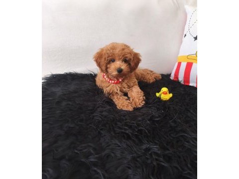 Peluş bir kız toy poodle