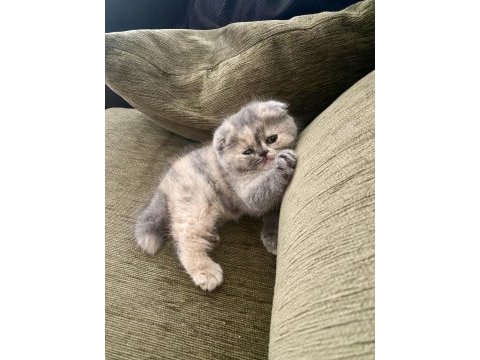 Bebek surat dişi scottish fold