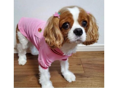 10 aylık cavalier king charles dişi kızımız