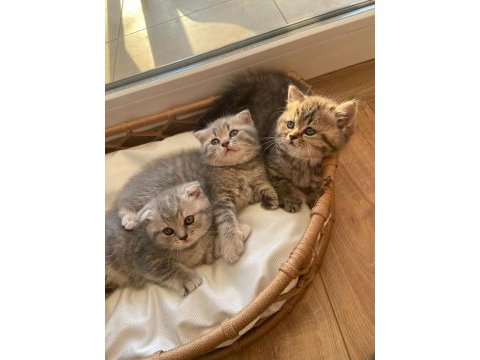 Bebeksu british shorthairler
