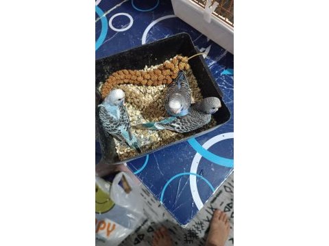 Yeni yeme düşmüş muhabbet kuşu yavrular