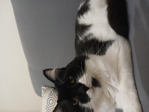 Kedimiz yaman 3 yaşında maine coon