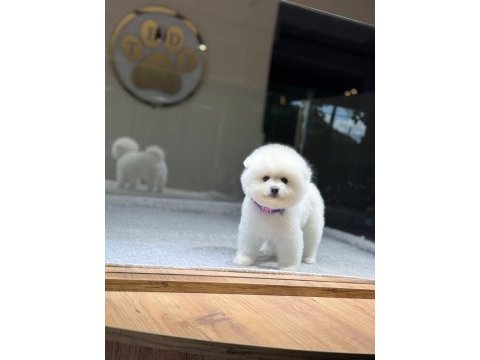 Sağlık ve ırk garantili pomeranian köpeği