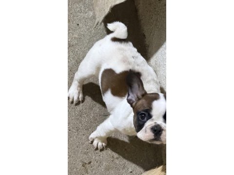 Son dişi french bulldog günü gelen aşıları yapıldı