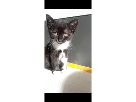 Minik oğlum yuva arıyor