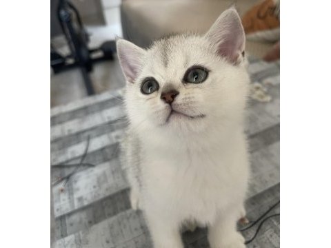 British shorthair silver ns11