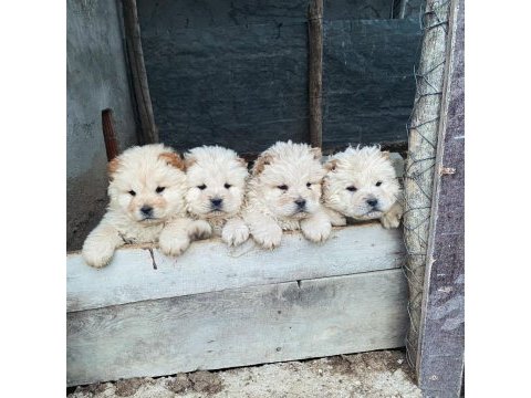 2 dişi ve 1 erkek üst vasıf chow chow