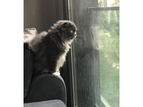 Scottish fold longhair kedimize yeni bir ev arıyoruz