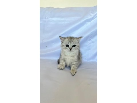 Minik british shorthair prenses
