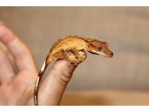 Evil crested geckolar