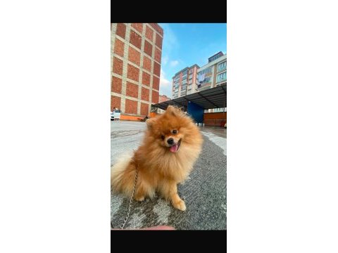Pomeranian erkek