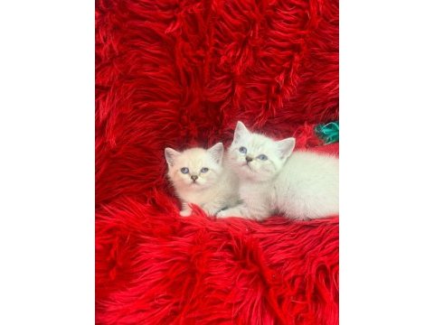 Güzel british shorthair yavrular yeni yuvalarını arıyor