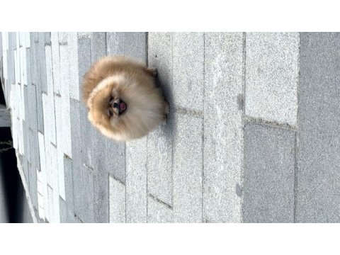 Tosbik köpeğimiz lola