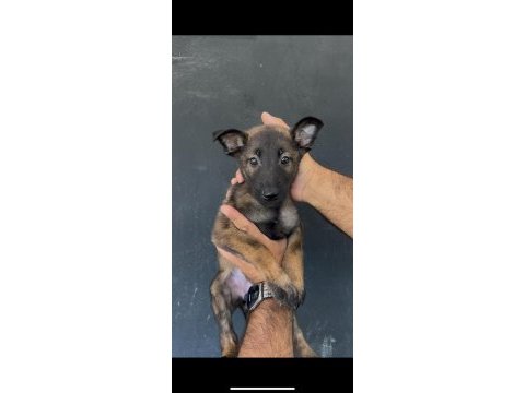 Kaliteli belçika malinois yavrular