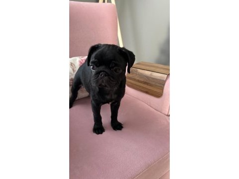 Pug erkek yavrum sakarya