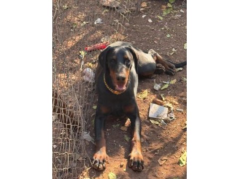 European king doberman dişi yavrumuz