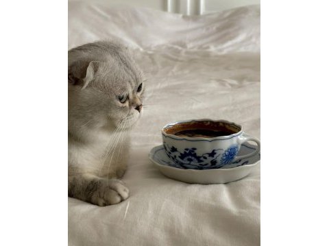 1 yaşındaki dişi scottish fold kedimizi sahiplendiriyoruz