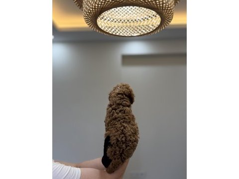 Toy poodle wc pet eğitimli yavrumuz yeni yuvasına hazır
