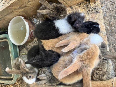 Orjinal hollanda lop tavşanlar ve cüce tavşanlar