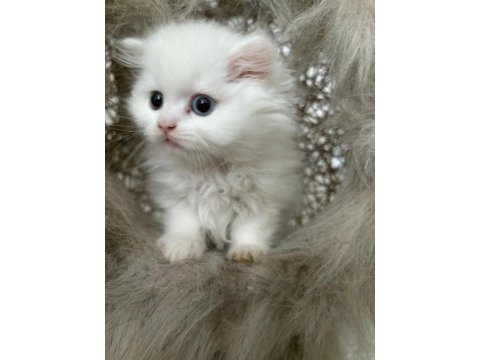 British longhair kedisi