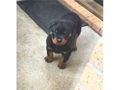 Can dostunuz rottweiler kapıda ödeme mevcuttur