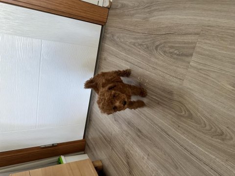 Dişi ve erkek poodle yavruları yeni yuvalarını arıyor