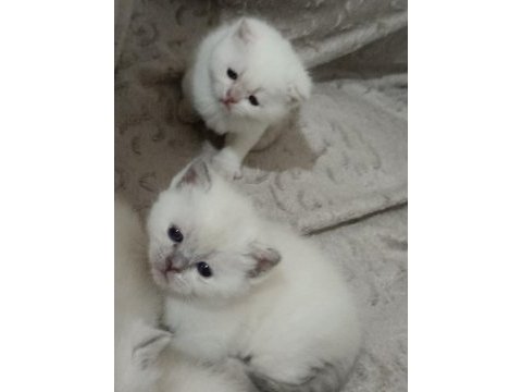 Kaliteli sağlıklı british shorthair yavrular