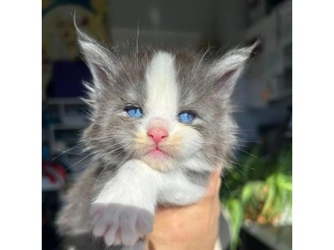 Mavi gözlü minik dev maine coon