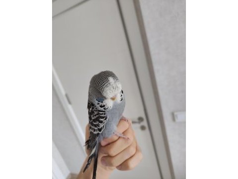Show jumbo yavru muhabbet kuşu