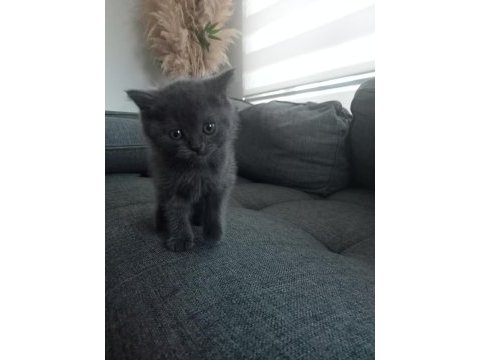 Bolu merkez british shorthair