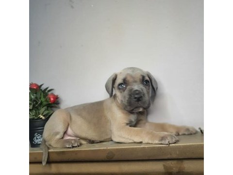 Egzotik cane corso yavrularım
