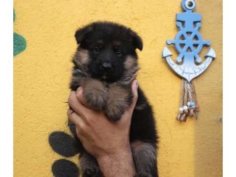 3 aylık şecereli aşıları tam alman kurdu yavrular