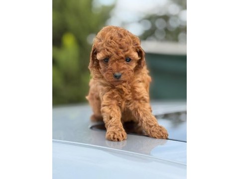 Küçük poodle prensler ve prensesler