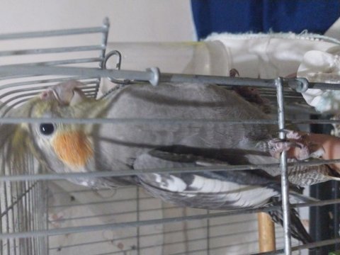 Sultan papağanı grey