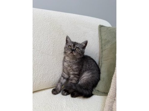 Anne altından kurt adam erkek oyuncu british shorthair